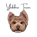 Yorkshire terrier portrait. Dog head. Yorkshire terrier lettering. Dog breed. Vector. Royalty Free Stock Photo