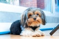 Yorkshire Terrier Portrait