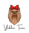 Yorkshire terrier portrait. Red Bow. Dog breed. Dog head face. Vector.