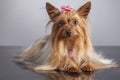 Yorkshire terrier portrait with relfection Royalty Free Stock Photo