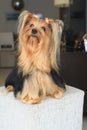 THE YORKSHIRE TERRIER Royalty Free Stock Photo