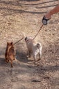 Yorkshire terrier and pug on a walk are on leashes. Royalty Free Stock Photo
