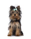 Yorkshire Terrier pup on white Royalty Free Stock Photo