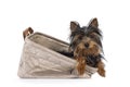 Yorkshire Terrier pup on white Royalty Free Stock Photo