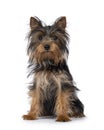 Yorkshire Terrier pup on white Royalty Free Stock Photo