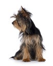 Yorkshire Terrier pup on white Royalty Free Stock Photo