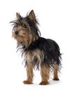 Yorkshire Terrier pup on white Royalty Free Stock Photo