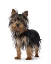 Yorkshire Terrier pup on white Royalty Free Stock Photo