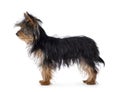 Yorkshire Terrier pup on white Royalty Free Stock Photo