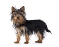 Yorkshire Terrier pup on white Royalty Free Stock Photo