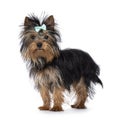 Yorkshire Terrier pup on white Royalty Free Stock Photo