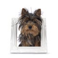 Yorkshire Terrier pup on white Royalty Free Stock Photo