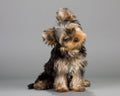 Yorkshire Terrier puppie Royalty Free Stock Photo