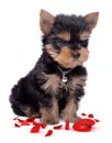 Yorkshire terrier puppie broken heart Royalty Free Stock Photo