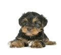 Yorkshire Terrier Puppies (1 month)