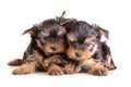 Yorkshire Terrier puppies