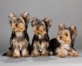 Yorkshire Terrier puppies Royalty Free Stock Photo
