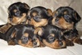 Yorkshire Terrier puppies