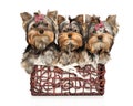 Yorkshire Terrier puppies sit in a wicker basket Royalty Free Stock Photo