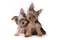 Yorkshire Terrier Puppies Sitting on White Background Royalty Free Stock Photo