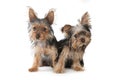 Yorkshire Terrier Puppies Sitting on White Background Royalty Free Stock Photo