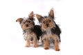 Yorkshire Terrier Puppies Sitting on White Background Royalty Free Stock Photo