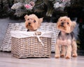 yorkshire terrier puppies under the Christmas tree Royalty Free Stock Photo