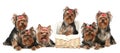 Yorkshire Terrier puppies on a white background Royalty Free Stock Photo