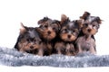 Yorkshire terrier puppy Royalty Free Stock Photo