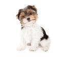 Yorkshire Terrier Puppy Royalty Free Stock Photo