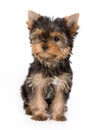 Yorkshire Terrier puppy Royalty Free Stock Photo