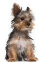 Yorkshire Terrier puppy, 8 weeks old, sitting Royalty Free Stock Photo