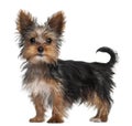 Yorkshire Terrier puppy, 8 weeks old, standing Royalty Free Stock Photo