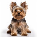 Cute Yorkshire Terrier On White Background