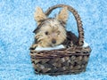 Yorkshire Terrier Puppy in Basket Royalty Free Stock Photo