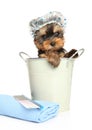 Yorkshire Terrier puppy on a white background Royalty Free Stock Photo