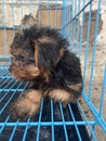 Yorkshire terrier puppy in a cage. Black and gold-haired puppy