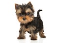 Yorkshire Terrier puppy on white background Royalty Free Stock Photo