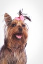 Yorkshire terrier puppy dog looking up with mouth open Royalty Free Stock Photo