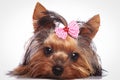 Yorkshire terrier puppy dog is lying down to rest Royalty Free Stock Photo