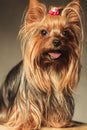 Yorkshire terrier puppy dog with mouth open Royalty Free Stock Photo