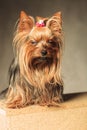 Yorkshire terrier puppy dog posing with eyes closed Royalty Free Stock Photo