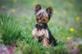 Yorkshire terrier puppy dog sitting in forest with tall grass in spring Royalty Free Stock Photo
