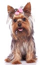 Yorkshire terrier puppy dog sitting and panting Royalty Free Stock Photo