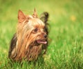 Yorkshire terrier puppy dog with tongue out looking to its side Royalty Free Stock Photo