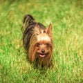 Yorkshire terrier puppy dog walking in the grass Royalty Free Stock Photo