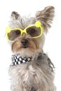 Yorkshire Terrier puppy dog wearing bandana and tiny sunglasses Royalty Free Stock Photo