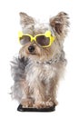 Yorkshire Terrier puppy dog wearing bandana and tiny sunglasses Royalty Free Stock Photo