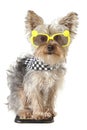 Yorkshire Terrier puppy dog wearing bandana and tiny sunglasses Royalty Free Stock Photo