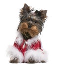 Yorkshire Terrier puppy dressed up Royalty Free Stock Photo